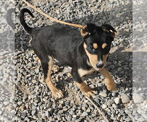 Australian Shepherd-Unknown Mix Dogs for adoption in Salt Lake City, UT, USA