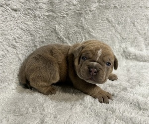 Olde English Bulldogge Puppy for sale in CHETEK, WI, USA