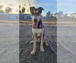 Small #1 Doberman Pinscher-Siberian Husky Mix