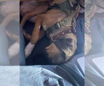 Small #5 Doberman Pinscher Mix