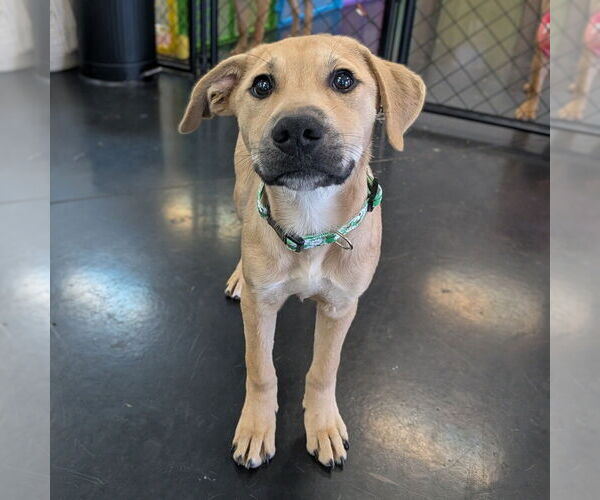 Medium Photo #10 Mutt Puppy For Sale in Vail, AZ, USA