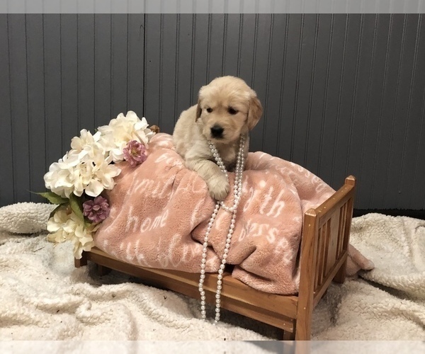 Medium Photo #2 Golden Retriever Puppy For Sale in NORTH GROSVENDALE, CT, USA