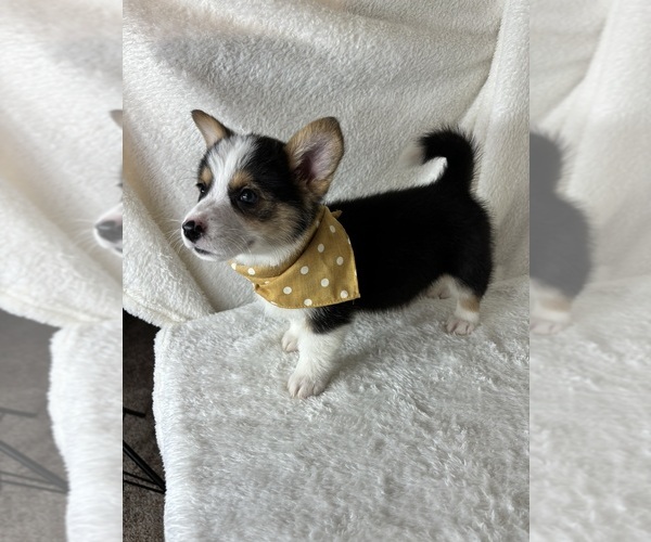 Medium Photo #3 Pembroke Welsh Corgi Puppy For Sale in GREENFIELD, IN, USA