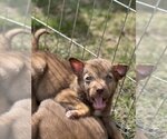 Small Photo #14 Mutt Puppy For Sale in Redmond, WA, USA