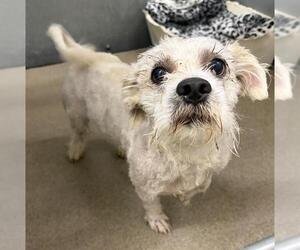 Havanese-Unknown Mix Dogs for adoption in HESPERIA, CA, USA