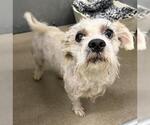 MASON - Male Havanese-Unknown Mix Dog for Adoption - Small photo