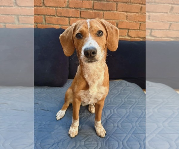 Medium Photo #1 Beagle-Unknown Mix Puppy For Sale in Westwood, NJ, USA