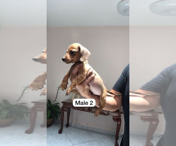 Medium Photo #12 Dachshund Puppy For Sale in LA MESA, CA, USA