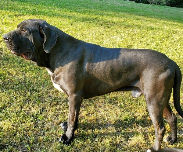 Medium Photo #1 Fila Brasileiro Puppy For Sale in MARTINSVILLE, IN, USA