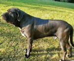 Small Photo #1 Fila Brasileiro Puppy For Sale in MARTINSVILLE, IN, USA