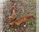 Small Photo #3 Basset Hound-Unknown Mix Puppy For Sale in Harrison, AR, USA