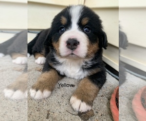 Bernese Mountain Dog Puppy for sale in DETROIT LAKES, MN, USA