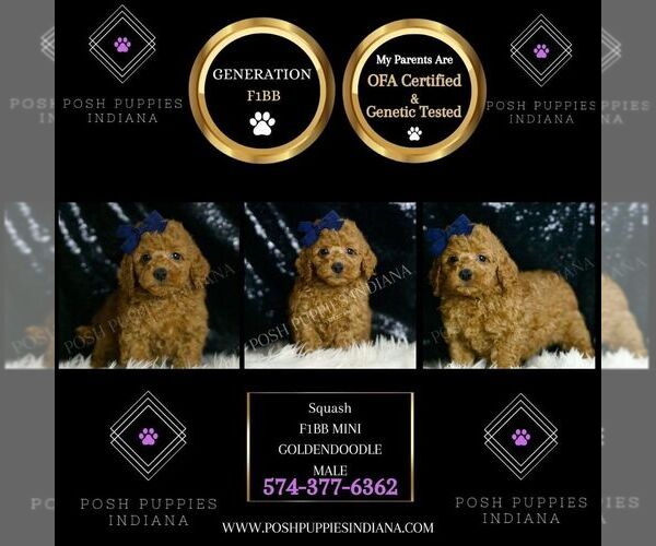 Medium Photo #5 Goldendoodle (Miniature) Puppy For Sale in WARSAW, IN, USA