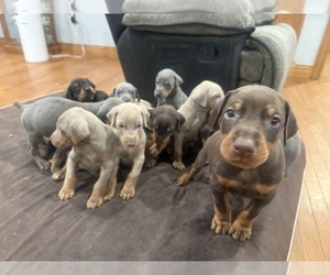 Doberman Pinscher Puppy for sale in BANCROFT, MI, USA