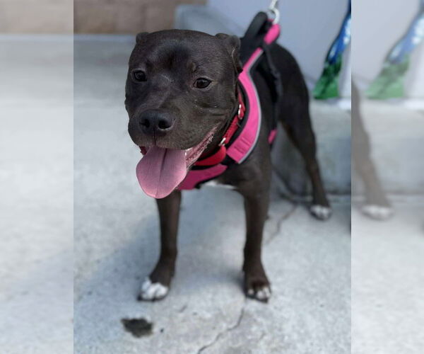 Medium Photo #16 American Pit Bull Terrier-American Staffordshire Terrier Mix Puppy For Sale in Wenonah, NJ, USA