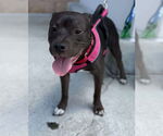 Small #15 American Pit Bull Terrier-American Staffordshire Terrier Mix