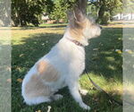 Small #1 Jack Russell Terrier Mix