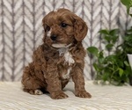 Small Photo #18 Cavapoo (Miniature) Puppy For Sale in GOSHEN, IN, USA
