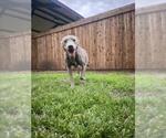 Small #3 Labrador Retriever Mix
