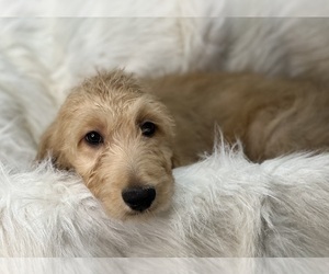 Irish Doodle Puppy for sale in DUNDEE, OH, USA