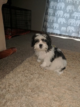 Medium Photo #1 Mal-Shi Puppy For Sale in LINCOLN, NE, USA