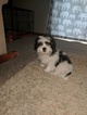 Small Photo #1 Mal-Shi Puppy For Sale in LINCOLN, NE, USA