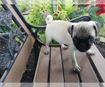 Small Photo #3 Pug Puppy For Sale in LEBANON, PA, USA