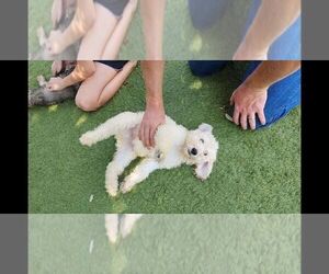 Poodle (Standard) Puppy for sale in SPICEWOOD, TX, USA