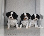 Small #1 Cavalier King Charles Spaniel