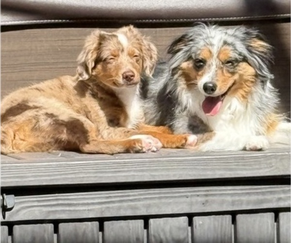 Medium Photo #26 Miniature Australian Shepherd Puppy For Sale in FORT MYERS, FL, USA
