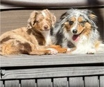 Small #25 Miniature Australian Shepherd