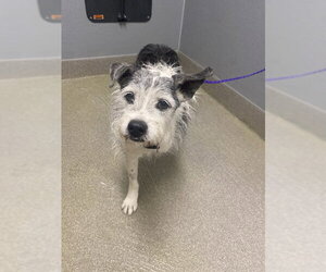 Mutt Dogs for adoption in Las Vegas, NV, USA