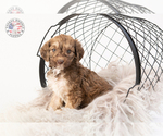 Small Photo #26 Saint Berdoodle Puppy For Sale in LEAVENWORTH, IN, USA
