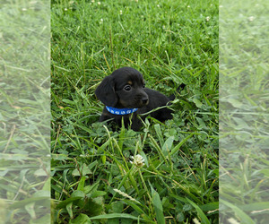 Medium Dachshund