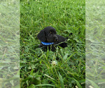 Puppy Blue collar Dachshund