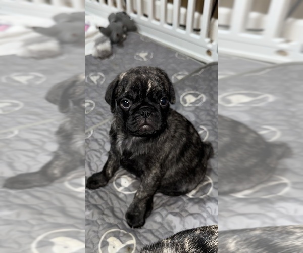 Medium Photo #42 Pug Puppy For Sale in TROY, MO, USA