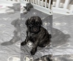 Small Photo #42 Pug Puppy For Sale in TROY, MO, USA