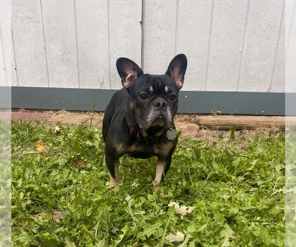 Medium Photo #1 French Bulldog Puppy For Sale in HUTCHINSON, KS, USA