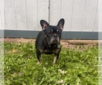 Small Photo #1 French Bulldog Puppy For Sale in HUTCHINSON, KS, USA