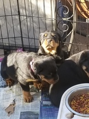 Rottweiler Puppy for sale in SAINT LEONARD, MD, USA
