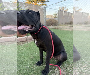 Mutt Dogs for adoption in Goodyear, AZ, USA