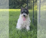 Small #2 Schnauzer (Miniature)