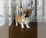 Small #23 Pembroke Welsh Corgi
