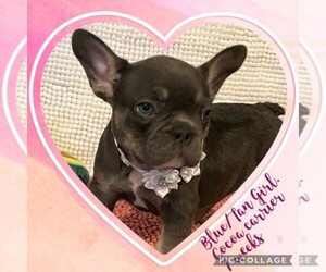 French Bulldog Puppy for sale in ORLANDO, FL, USA