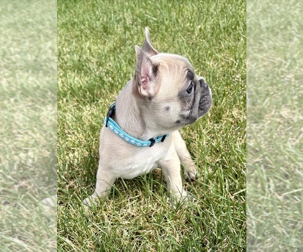 Medium Photo #3 French Bulldog Puppy For Sale in CANYON, TX, USA