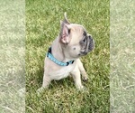 Small Photo #3 French Bulldog Puppy For Sale in CANYON, TX, USA