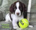Puppy Puppy 5 English Springer Spaniel