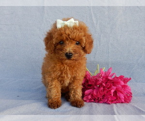Goldendoodle (Miniature) Puppy for sale in MILLERSBURG, OH, USA
