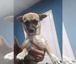 Small #2 Chihuahua Mix