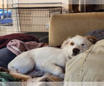 Small #9 Poodle (Miniature) Mix